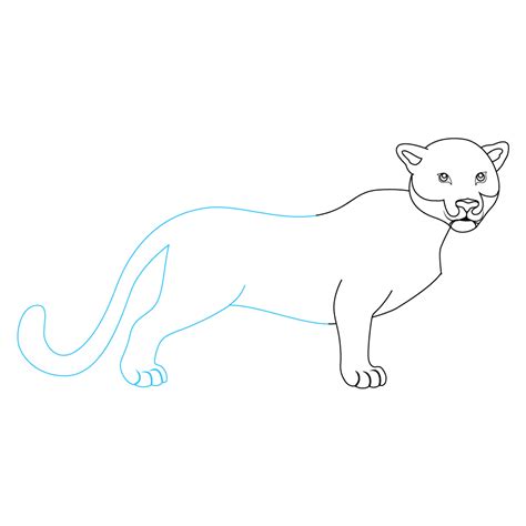 How to Draw A Leopard Step by Step