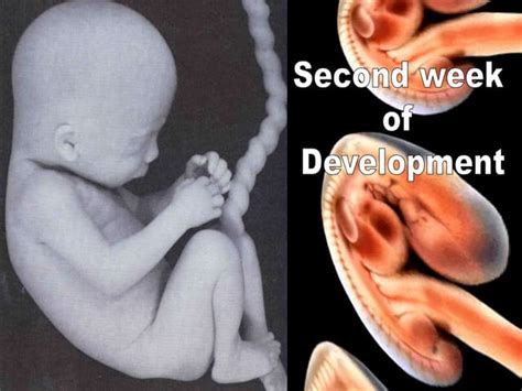 Image result for 2nd Week of Development