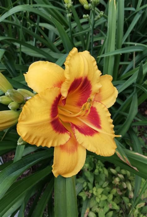 Daylilies (Hemerocallis) Flower, Leaf, Care, Uses - PictureThis