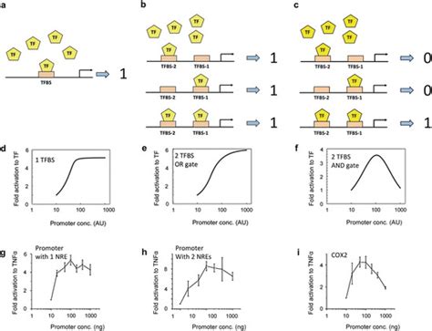 Promoter Region Models 的图像结果