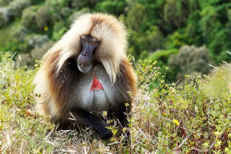 Ethiopian Animals African Safari Wildlife