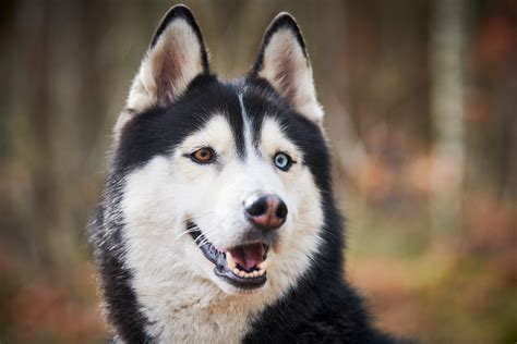 Early Neutering Poses Health Risks For German Shepherd