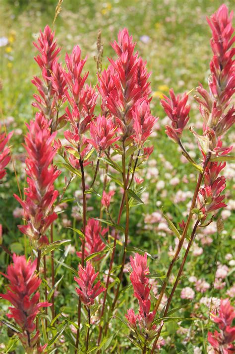 Indian Paintbrush (flower) | Pics4Learning