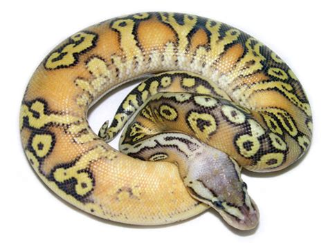 How to Take Care of Ball Python 的图像结果