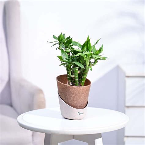 Buy Exclusive Lotus Lucky Bamboo 5 Sticks Plant | Ugaoo
