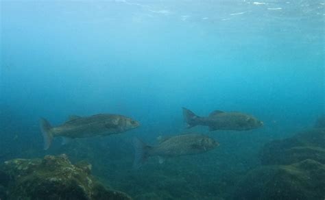 Latest Marine Biology News