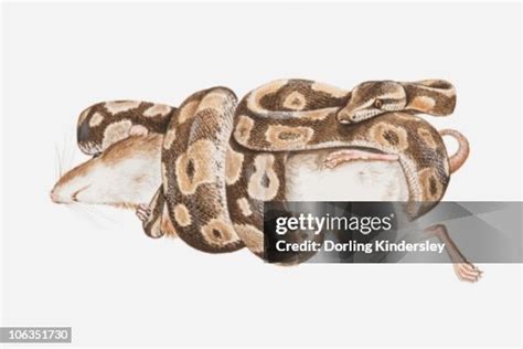 Image result for Python Wrapping Itself around Prey