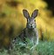 Image result for Painted English Garden Rabbit