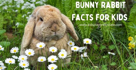 Hop Into Fun: Surprising Rabbit Facts Every Kid Should Know! - Kids ...