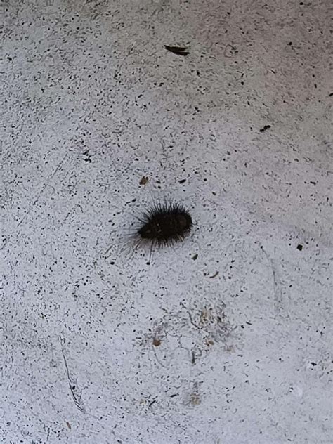 small round black bug, very fuzzy/spiky/hairy/leggy. fast for its size ...