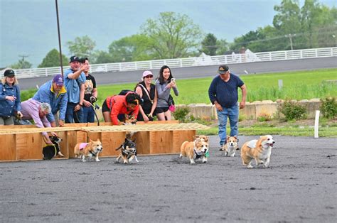 Corgi Dog Races at Shenandoah Downs , 300 Fairground Rd., Woodstock, VA ...