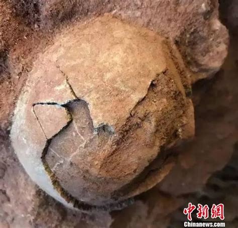 广东佛山发现多枚恐龙蛋化石|南海|恐龙蛋|化石_新浪新闻