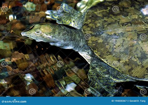 Image result for Spiny Soft Shell Turtle
