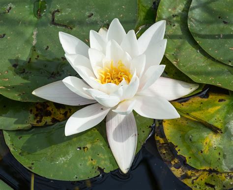 What is Nymphaea Alba? - Information and uses – Caresupp.in