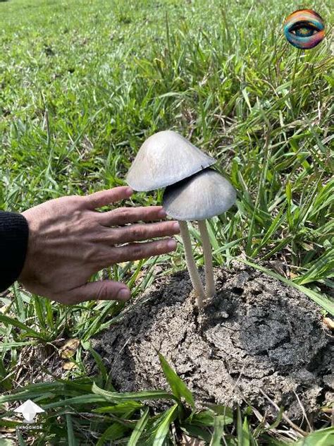 https://shroomok.com/img_thumbs/815db0/500_4032_the-biggest-pan-cyans-panaeolus-cyanescens-ive-ever-seen-in-the-wild-by-jcaedd-2.jpg