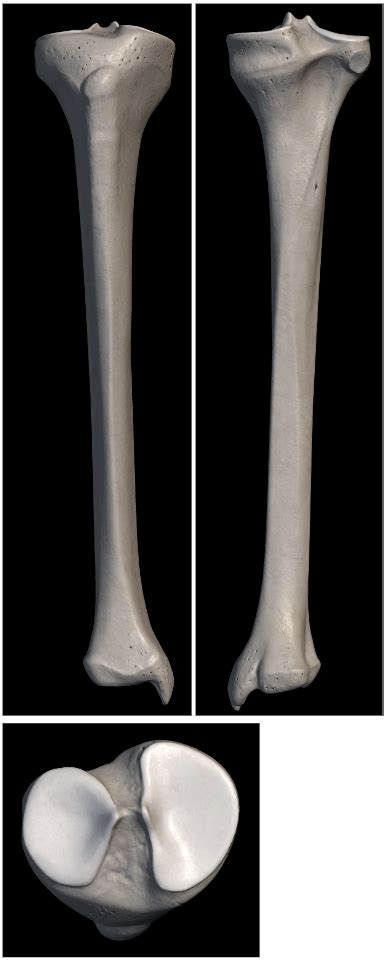 Image result for Ribstride Tibia