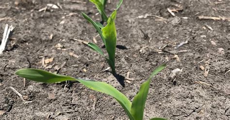 Management tips for corn-on-corn acres – AgriNews