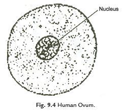 Points to Remember: Reproduction in Animals - Science Class 8 PDF Download