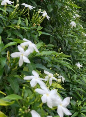PALA INDIGO PLANT (WRIGHTIA TINCTORIA) - Kerala Naturals