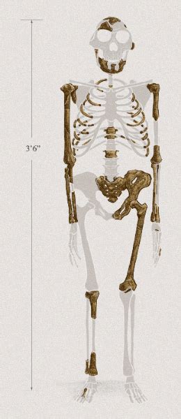Image result for Skeleton Brain Exploding