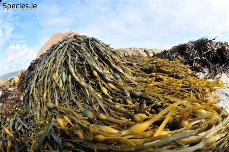 海藻掺混肥系列—加强型 - 蓝能量_海藻肥_海藻有机肥_海藻复合肥-青岛藻源植物营养有限公司