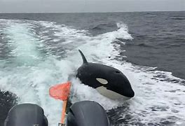 Image result for Whale sinks a boat in the Pacific