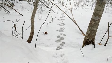 Identifying Raccoon Tracks In Snow: Winter Trail Behavior