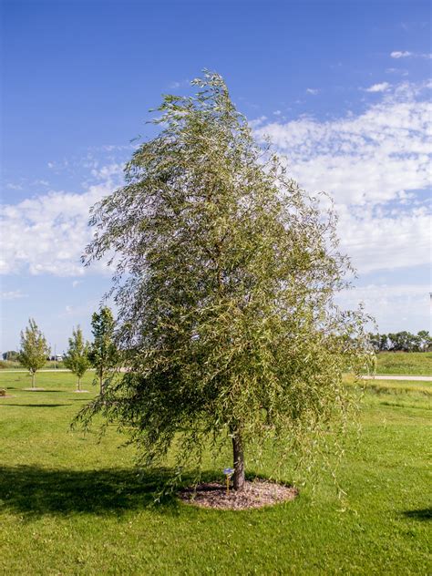Lace Weeping Willow - Jeffries Nurseries