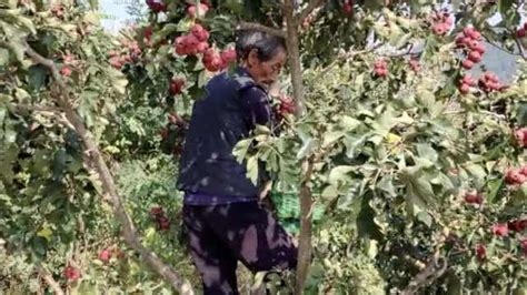老人爬树摘山楂：年轻人外出打工了_梨济南-梨视频官网-Pear Video