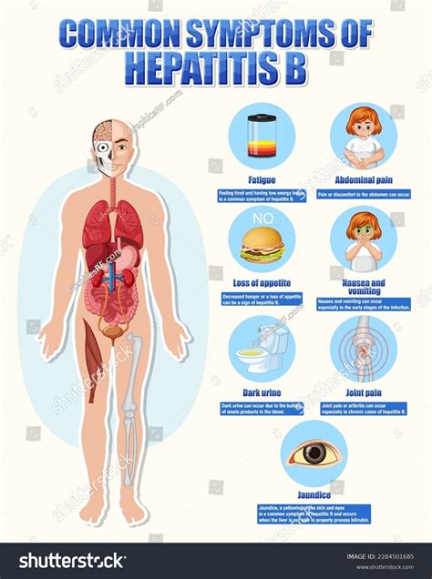 Hepatitis B Symptoms In Men Hepatitis B Virus Associated