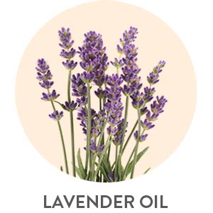 Dot & Key Foot Cream : Deodorizer + Moisturizer (Lavender & Peppermint ...