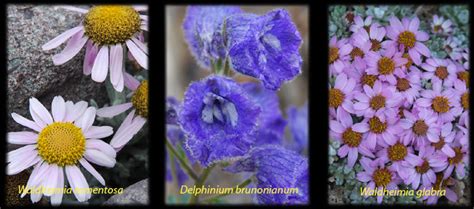 Himalayan Forest Research Institute