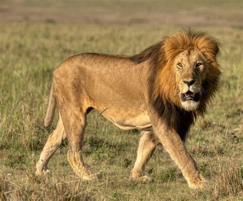 Image result for Lion Algorithm