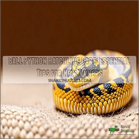 Ball Python Hatchling Care 的图像结果