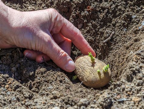 How Deep to Plant Potatoes in the Ground for a Bountiful Harvest