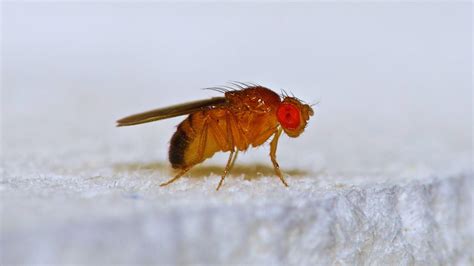 Gnats: Types, Infestation Signs, Prevention & Treatment