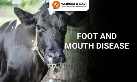 What is Foot and Mouth Disease (FMD)?