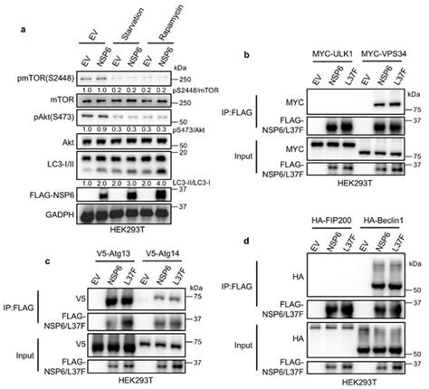IJMS | Special Issue : Cell Fate Decisions: Autophagy, Apoptosis ...