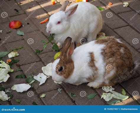 White and Brown Domestic Rabbits Eating Cabbage and Green Leaves Stock ...