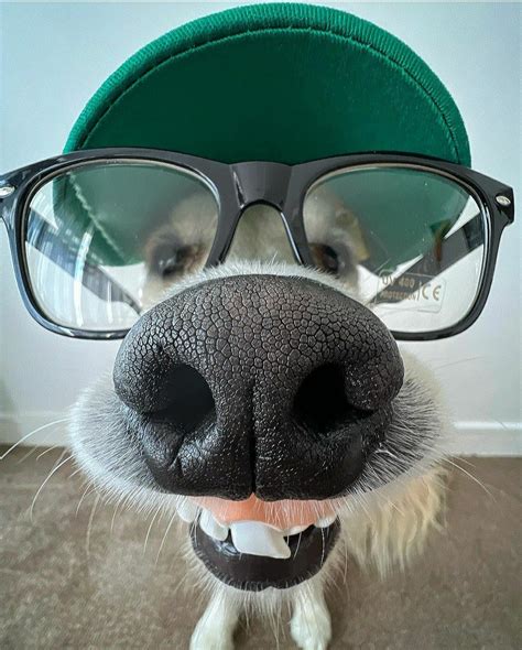 Adorable Dog with Glasses and a Green Hat