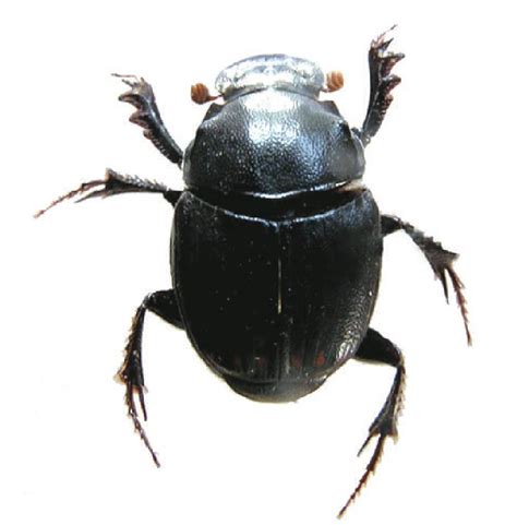 婪嗡蜣螂-辽宁甲虫-图片