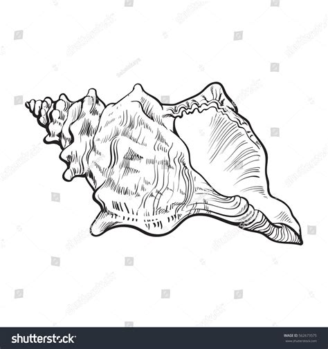 Image result for Conch Shell Drawing