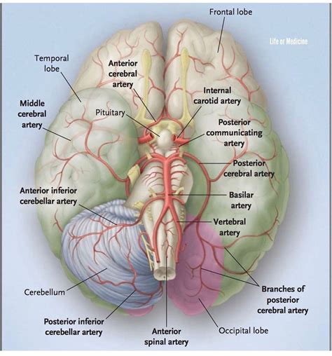 Vascular Supply To The Brain