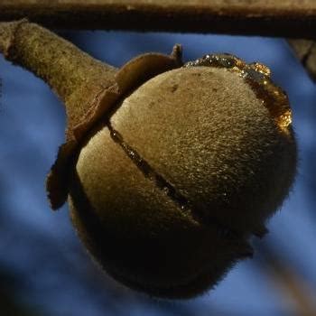 Chewing Gum Fruit Live Plant (Thespesia garckeana) – veliyathgardens