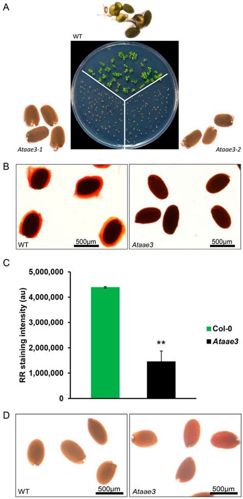 Disruption of the Arabidopsis Acyl-Activating Enzyme 3 Impairs Seed ...