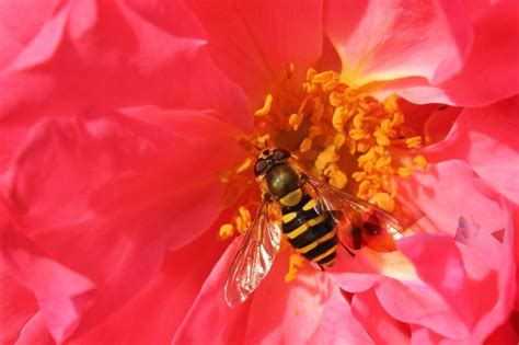 The Flower That Produces the Most Nectar for Bees | GevaGrow