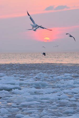 Hamanasu Cruise (Rausu-cho) - All You Need to Know BEFORE You Go