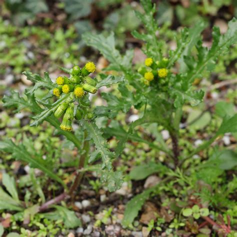 Gewöhnliches Greiskraut (Senecio vulgaris)