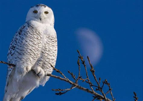 Snowy Owl Habits - AnimalBehaviorCorner