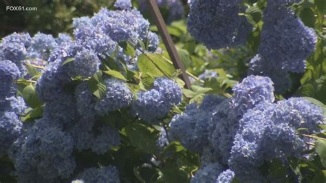 Hydrangeas are blossoming in Connecticut this summer after a mild ...
